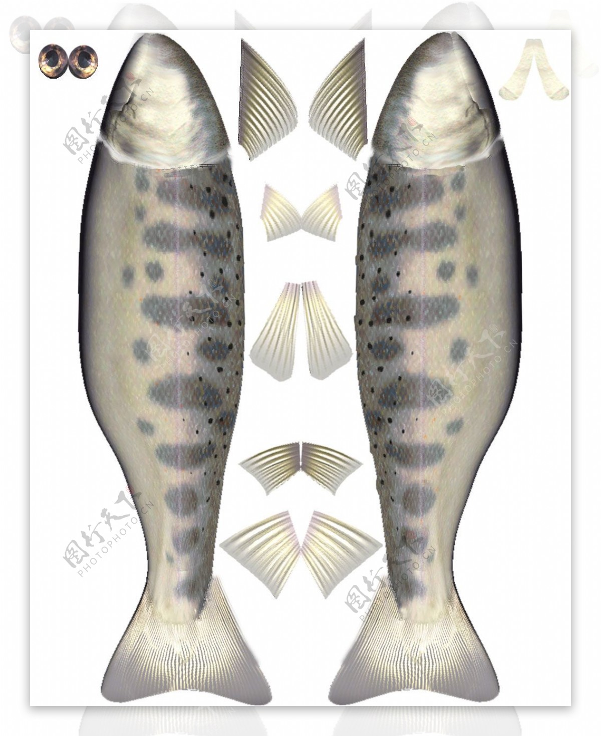 动物鱼类3d模型动植物模型免费下载鱼类3d素材39