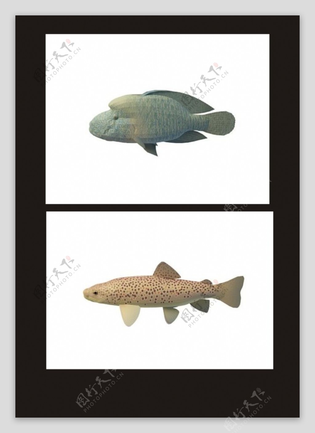 双色斑鱼石头鱼3d模型