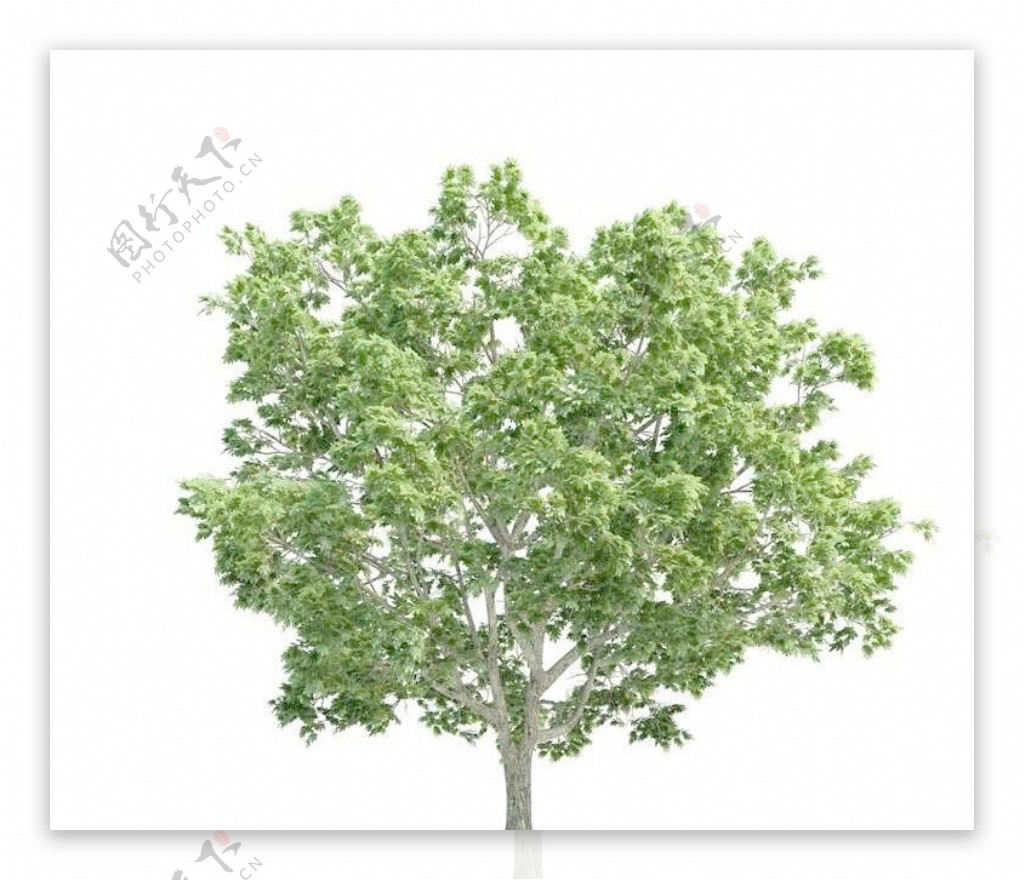高精细挪威槭桐状槭Acerplatanoides带贴图