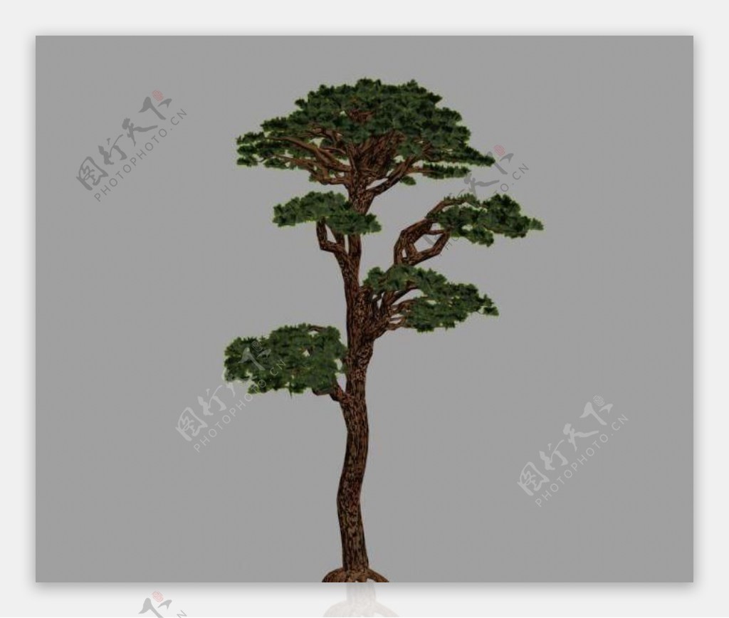 松树pine03