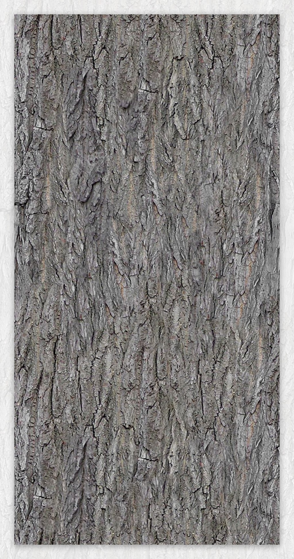 高精细白杨树模型poplar024