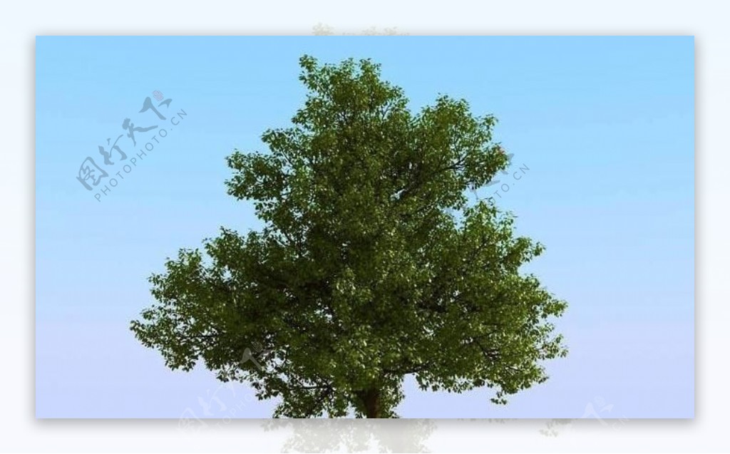 高精细橡树模型oak02