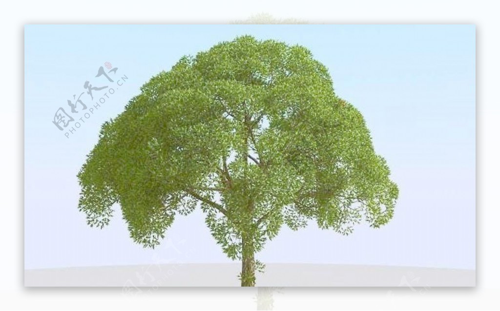 高精细杨柳树模型willow023
