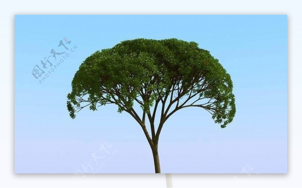 高精细杨柳树模型willow01
