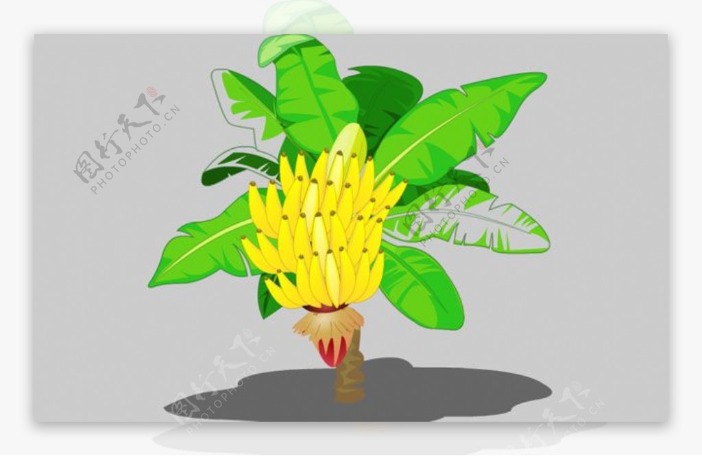 香蕉树flash