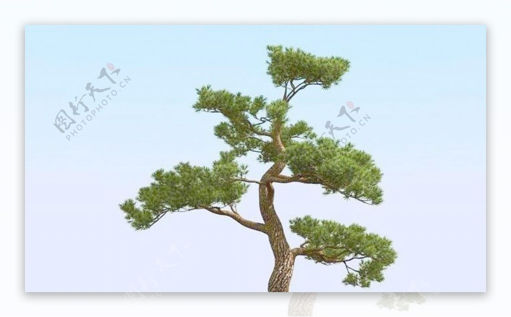 高精细松树日本松树模型japanpine02