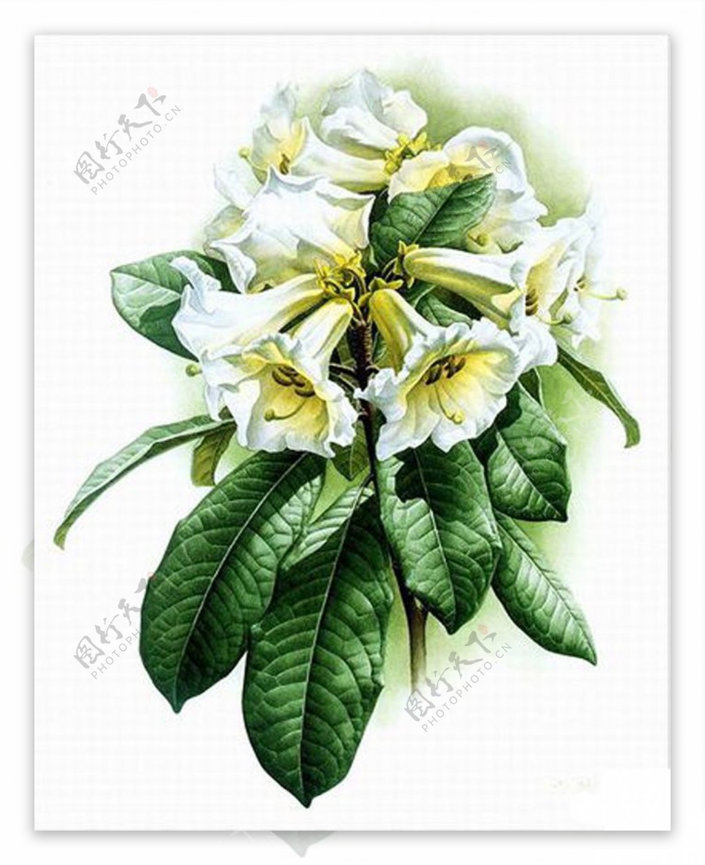 位图植物花卉优雅植物效果免费素材