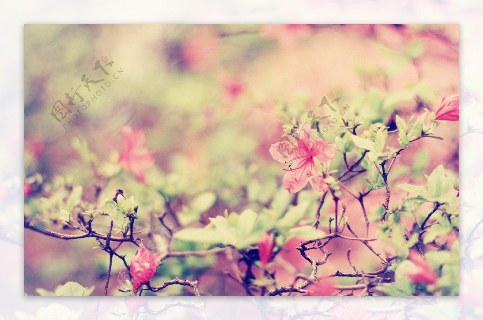 唯美粉色花团锦簇图片素材下载
