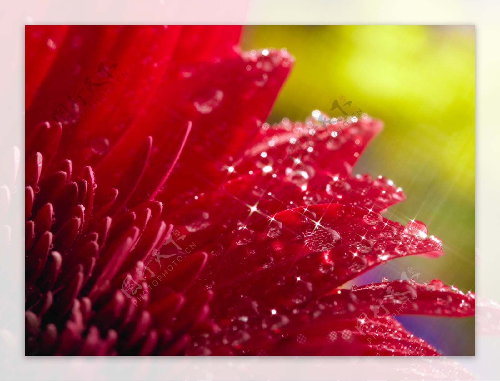 高清菊花特写图片