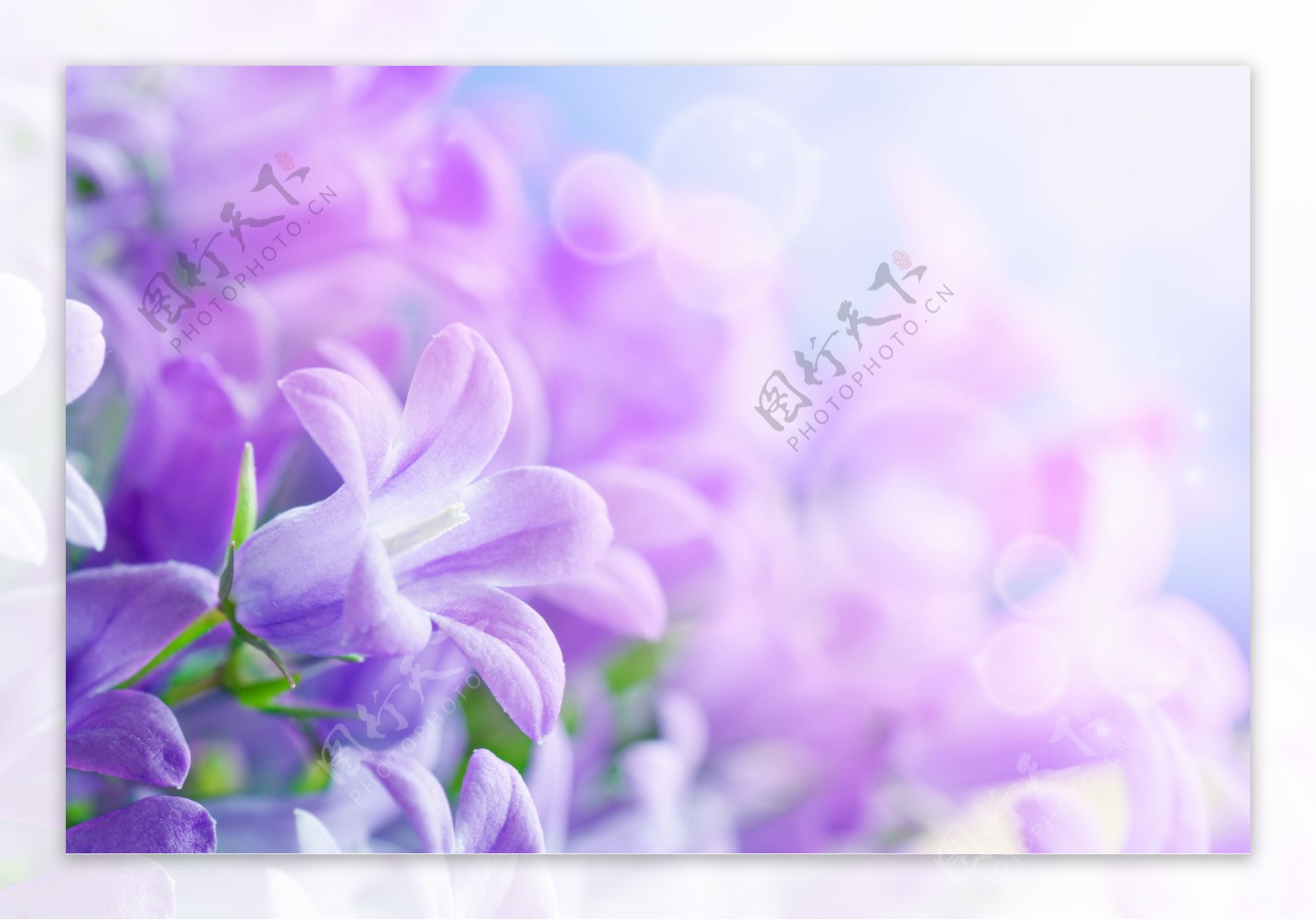 紫色鲜花背景图片下载