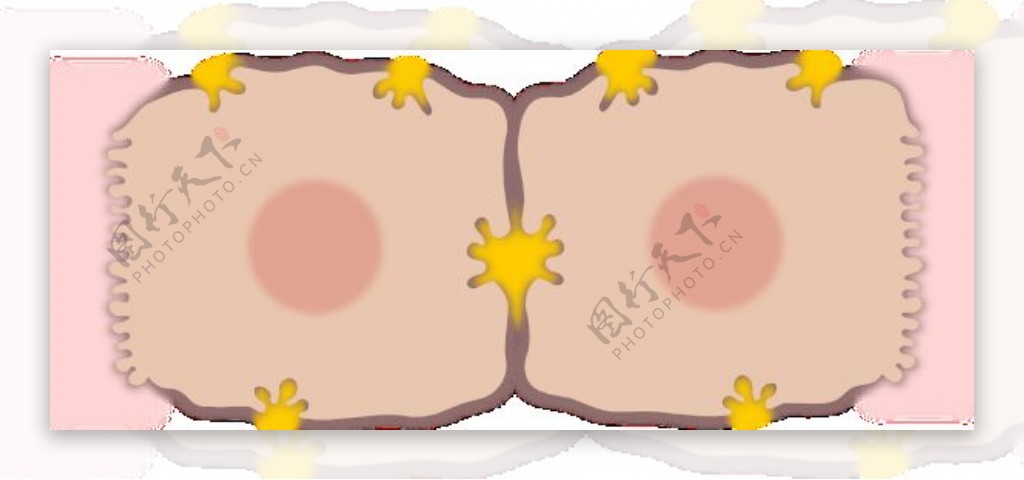 肝细胞的剪辑艺术