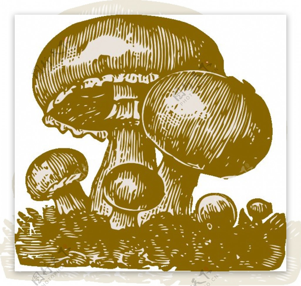 蘑菇的剪辑艺术