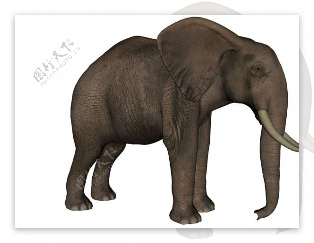 大象模型