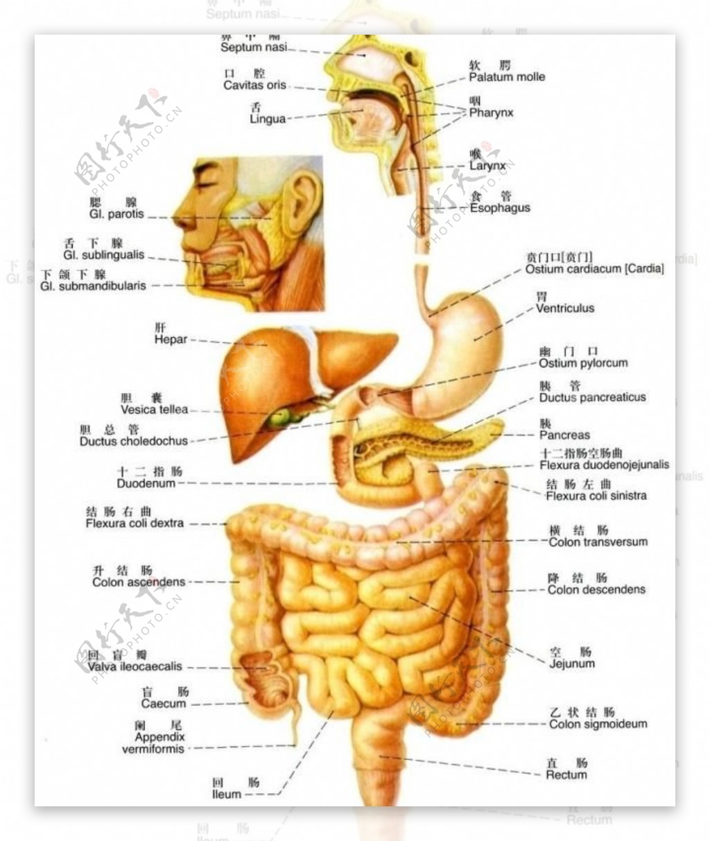 消化系统系统概观图片
