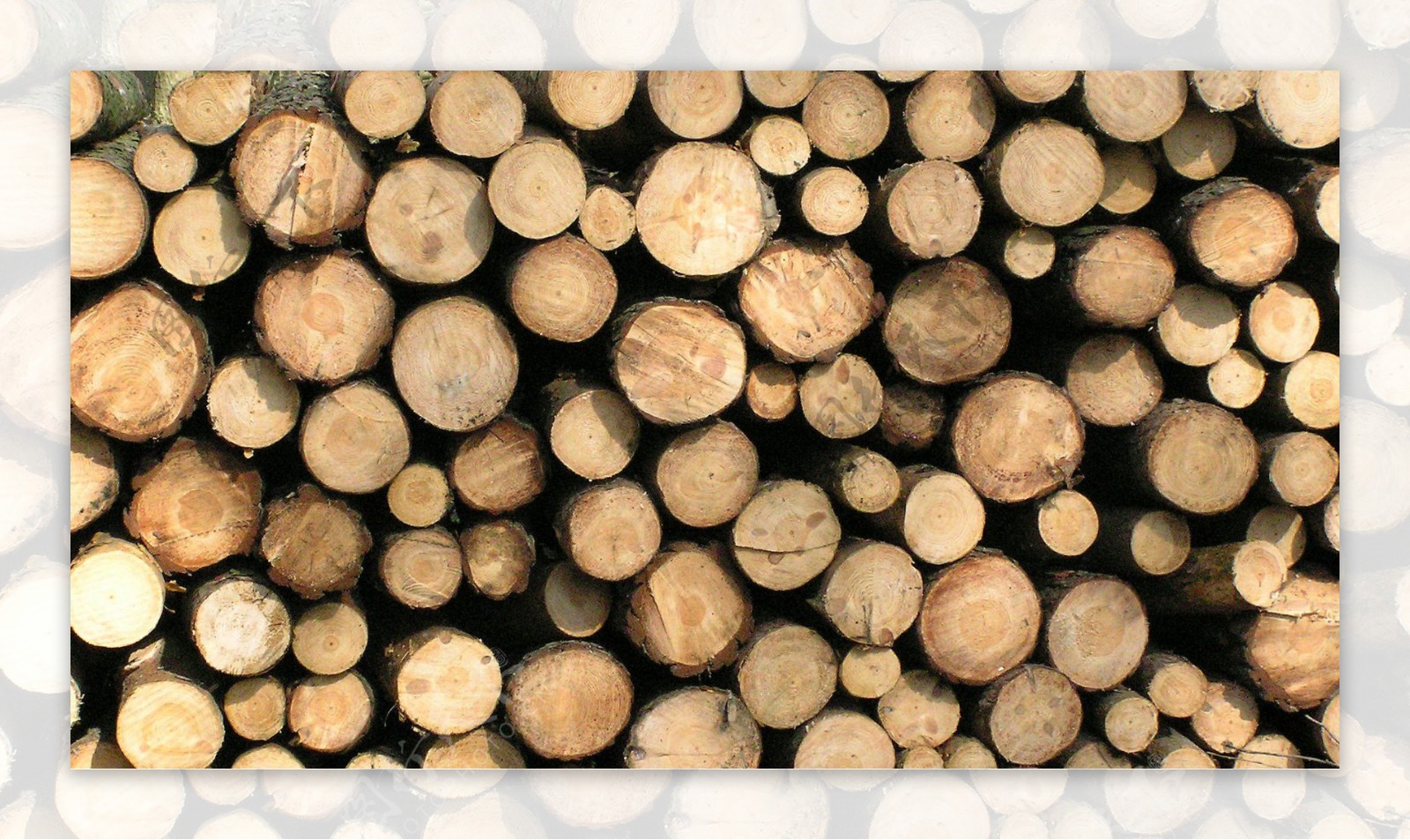 木材木纹国外经典木纹效果图3d材质图198