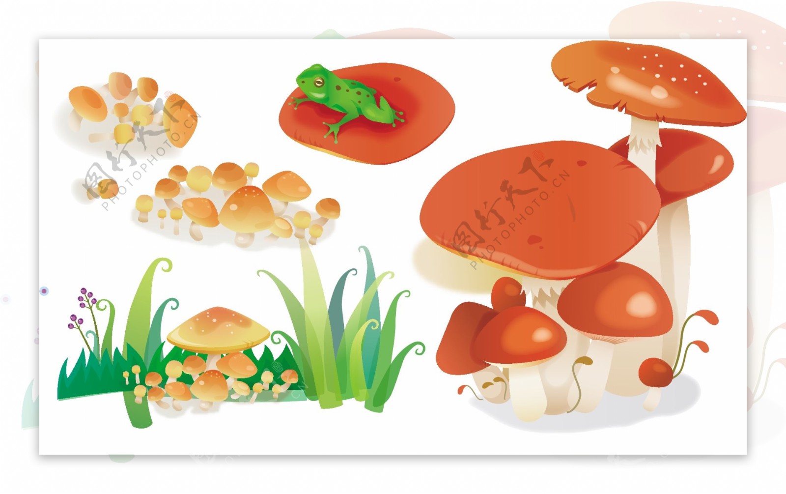 蘑菇集合图片