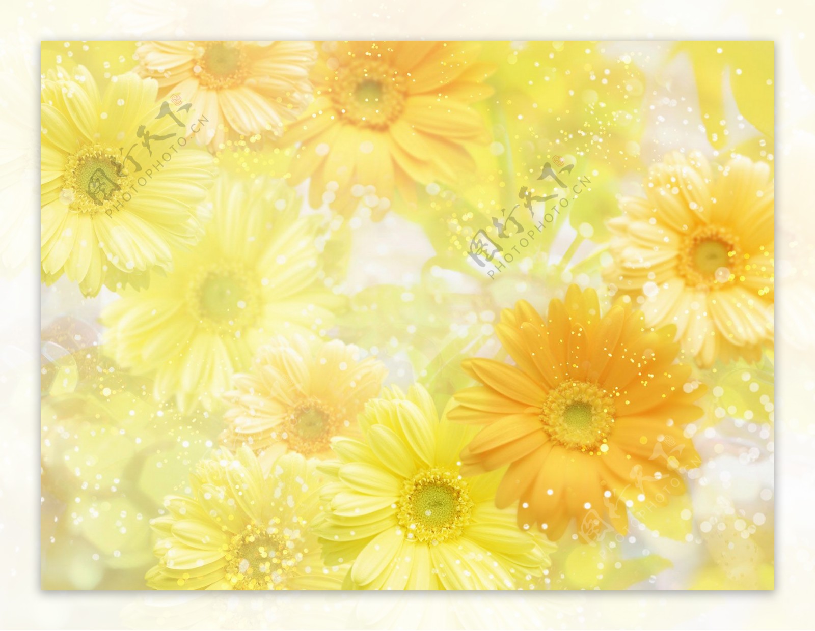 黄色花朵温馨背景