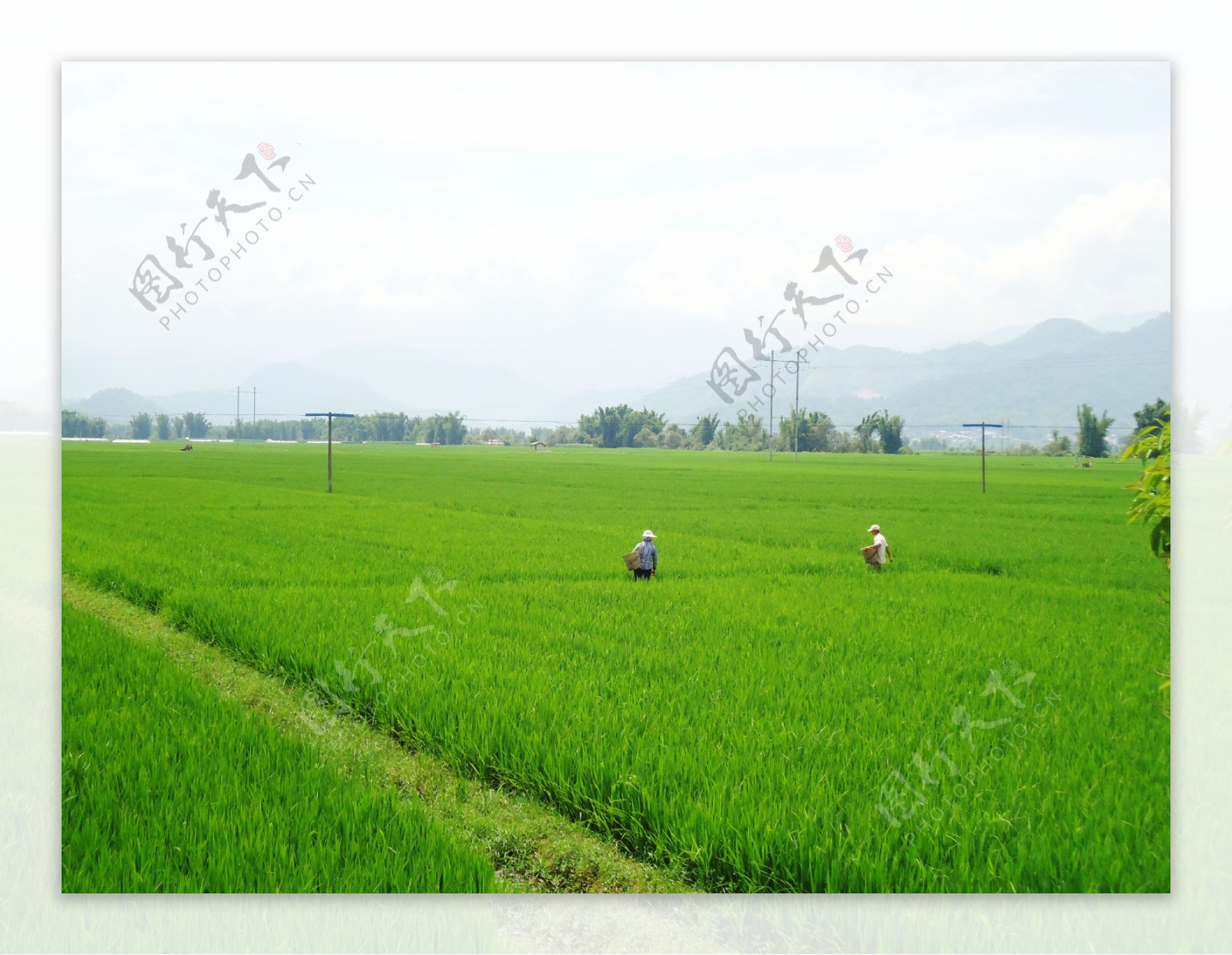田野绿色水稻自然风景