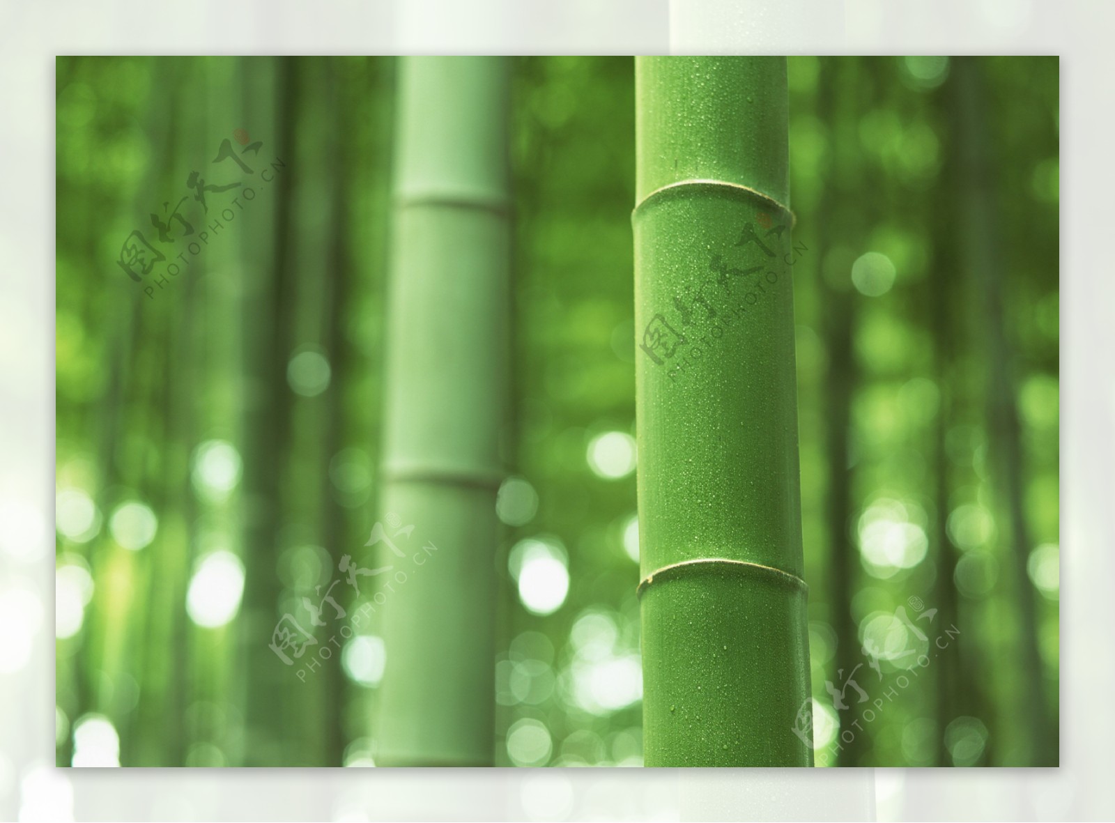 绿色竹林摄影