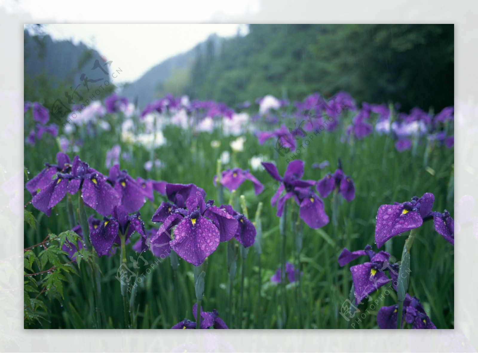 紫罗兰景深图片紫色风景图片壁纸