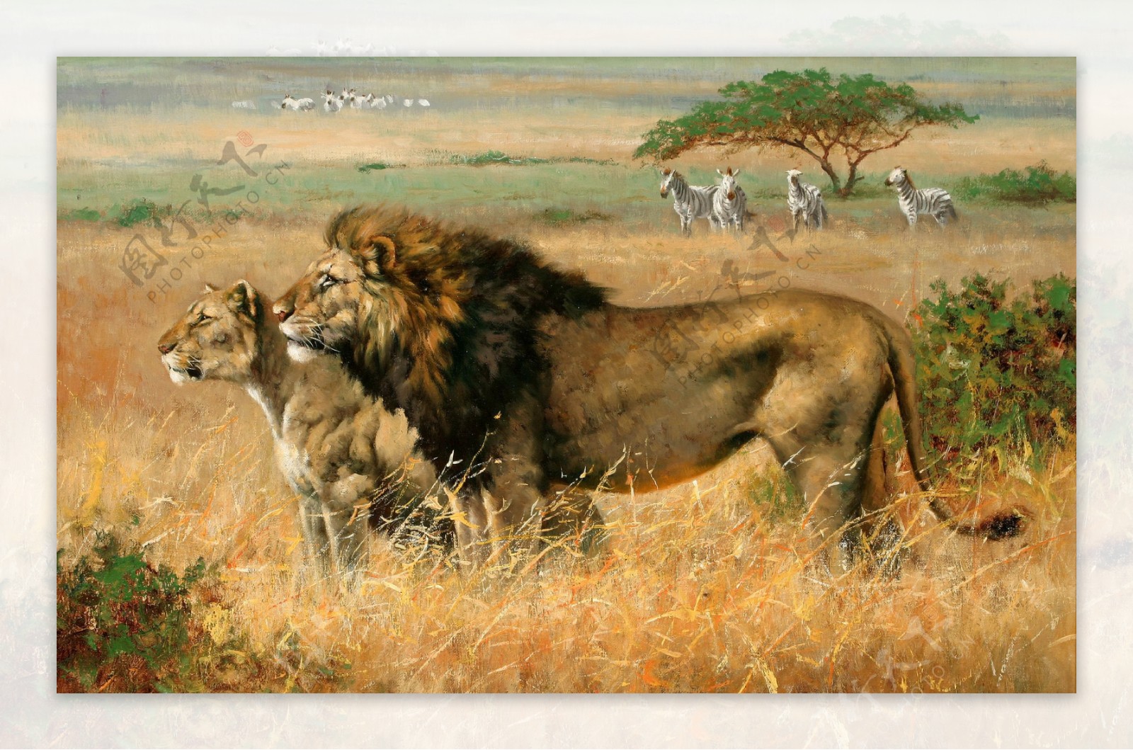 非洲狮子图片