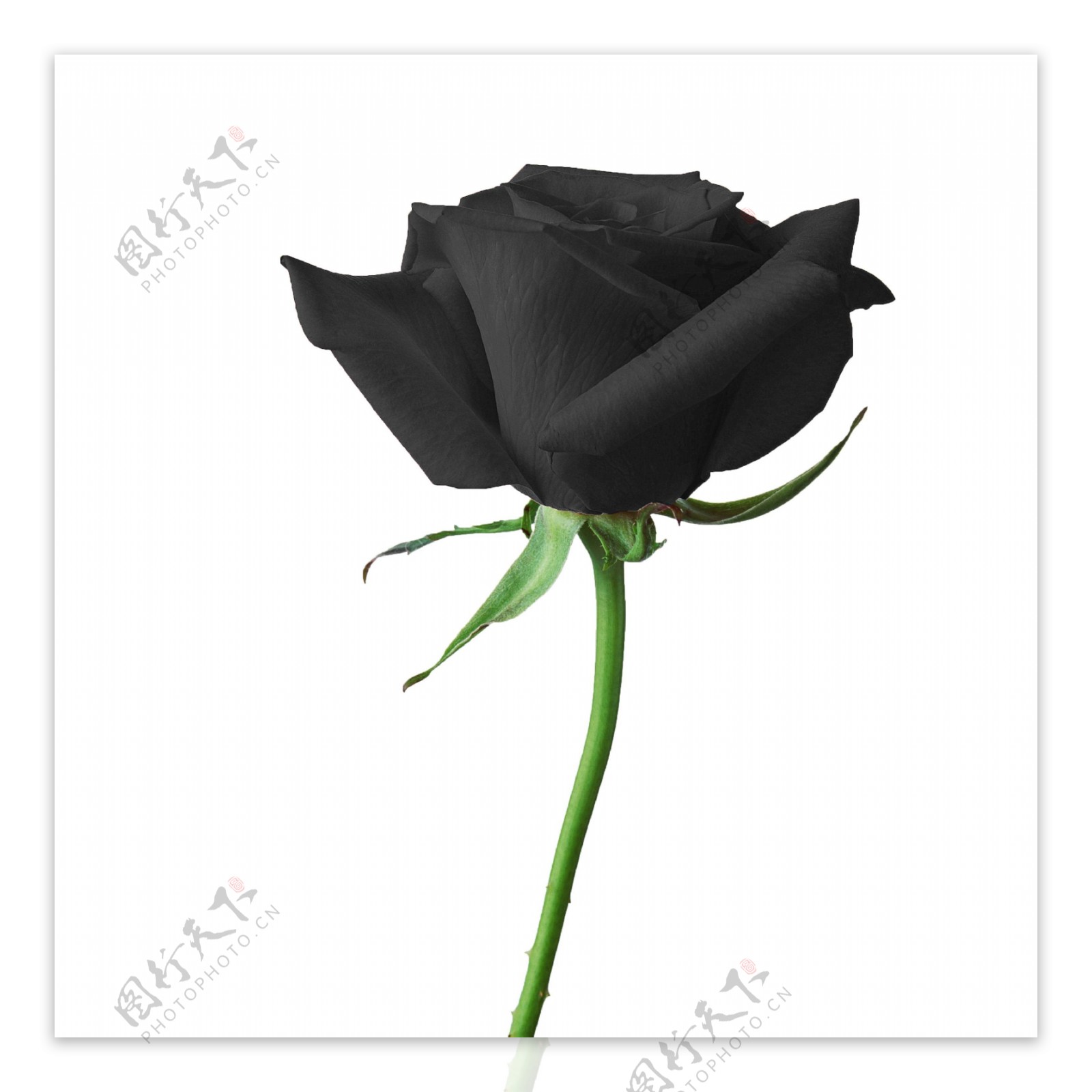 黑色玫瑰