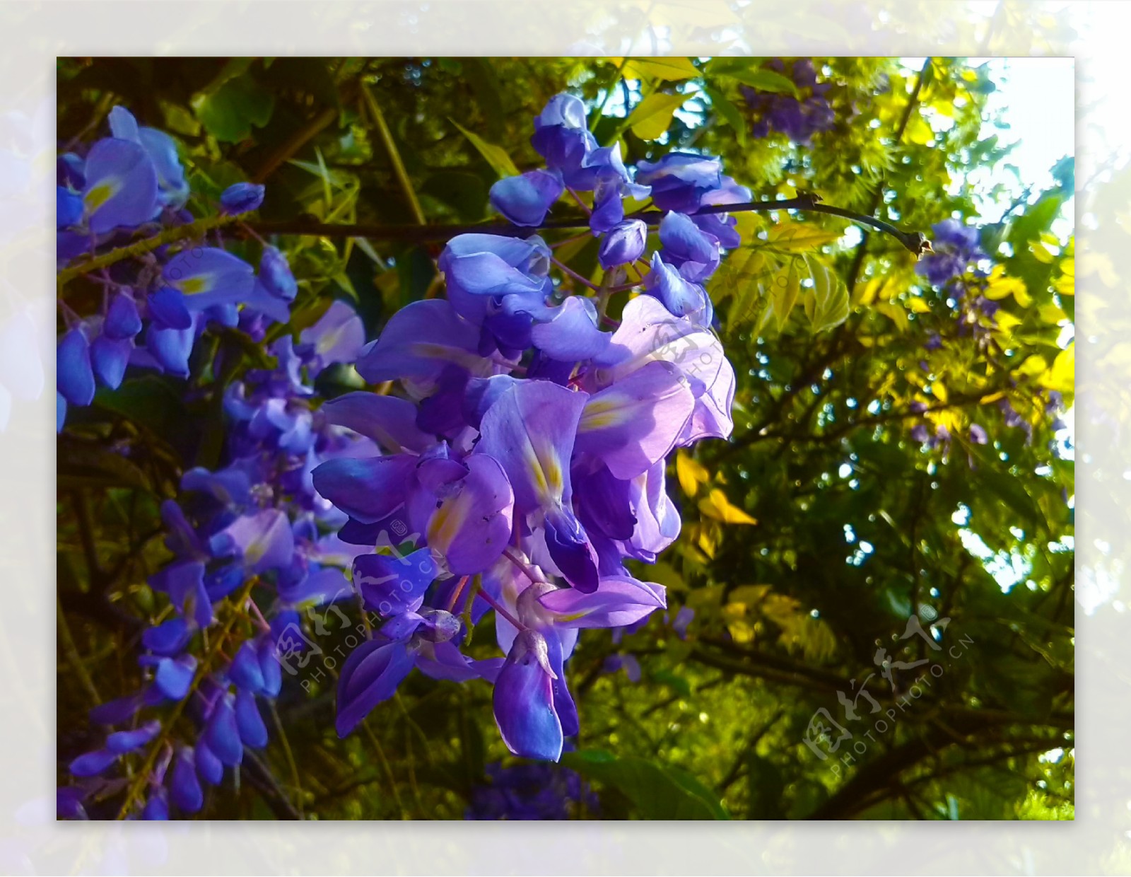 紫罗兰花图片