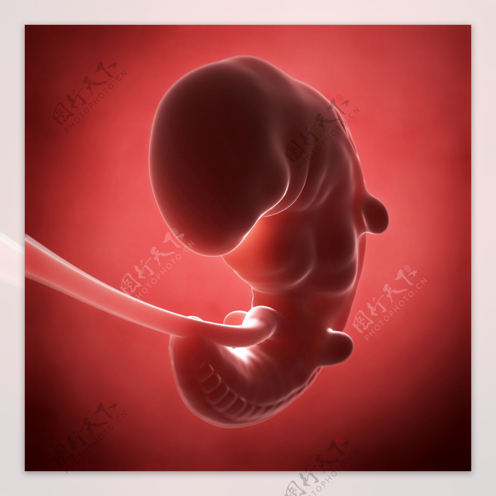 胎儿图片