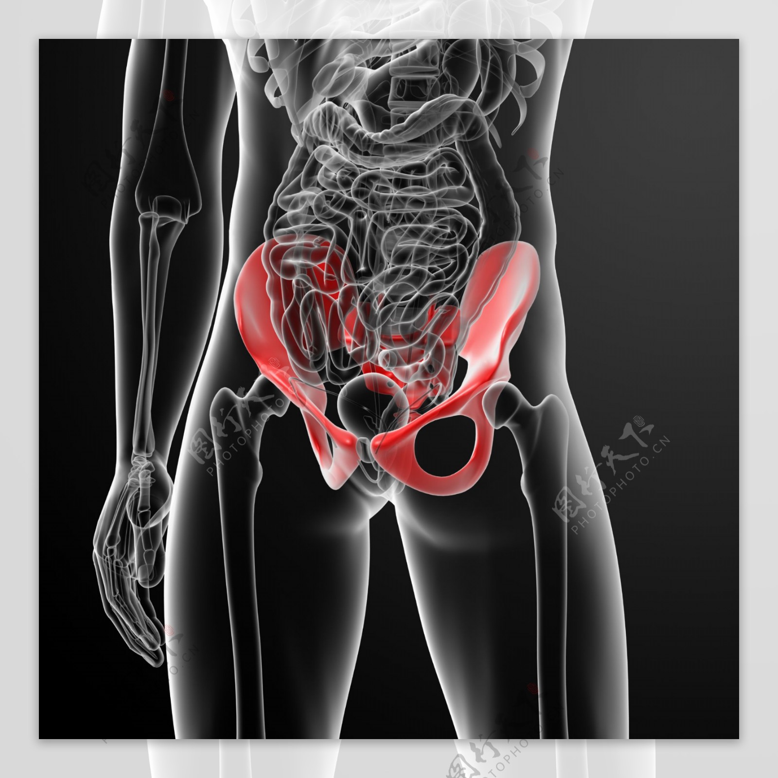 肾脏肠胃器官结构图片