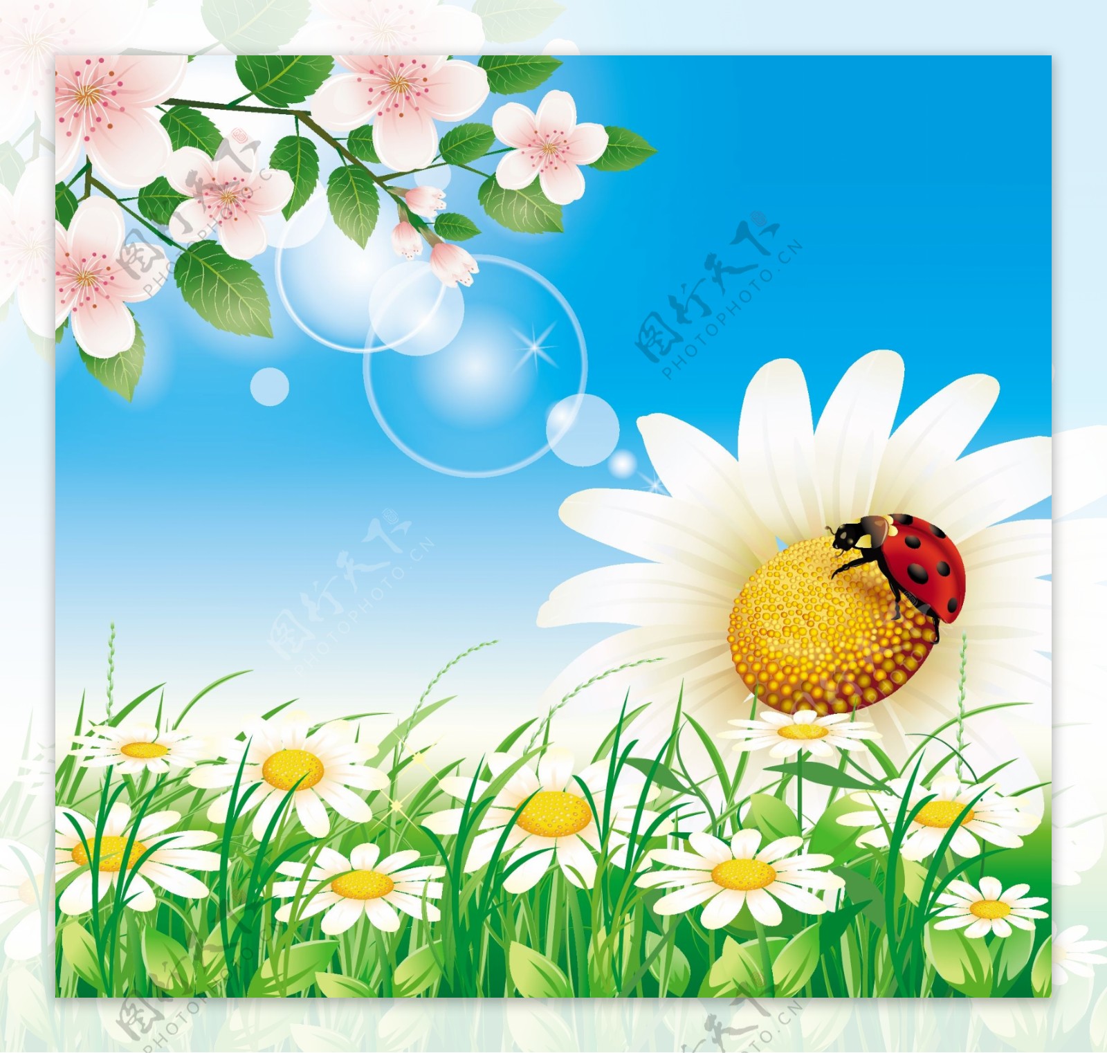 夏天花卉花朵背景图片