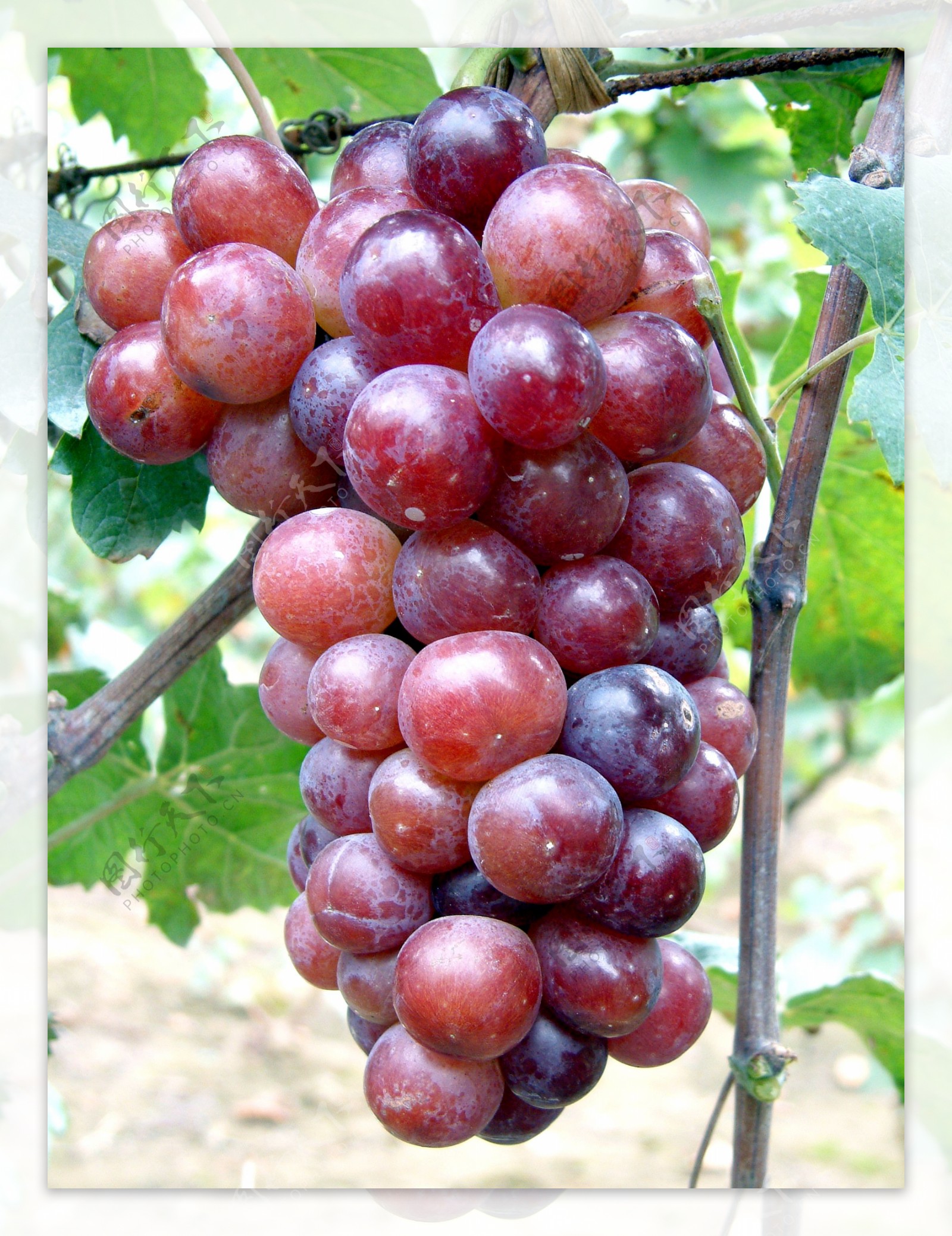 葡萄品种达米娜大蜜娜图片