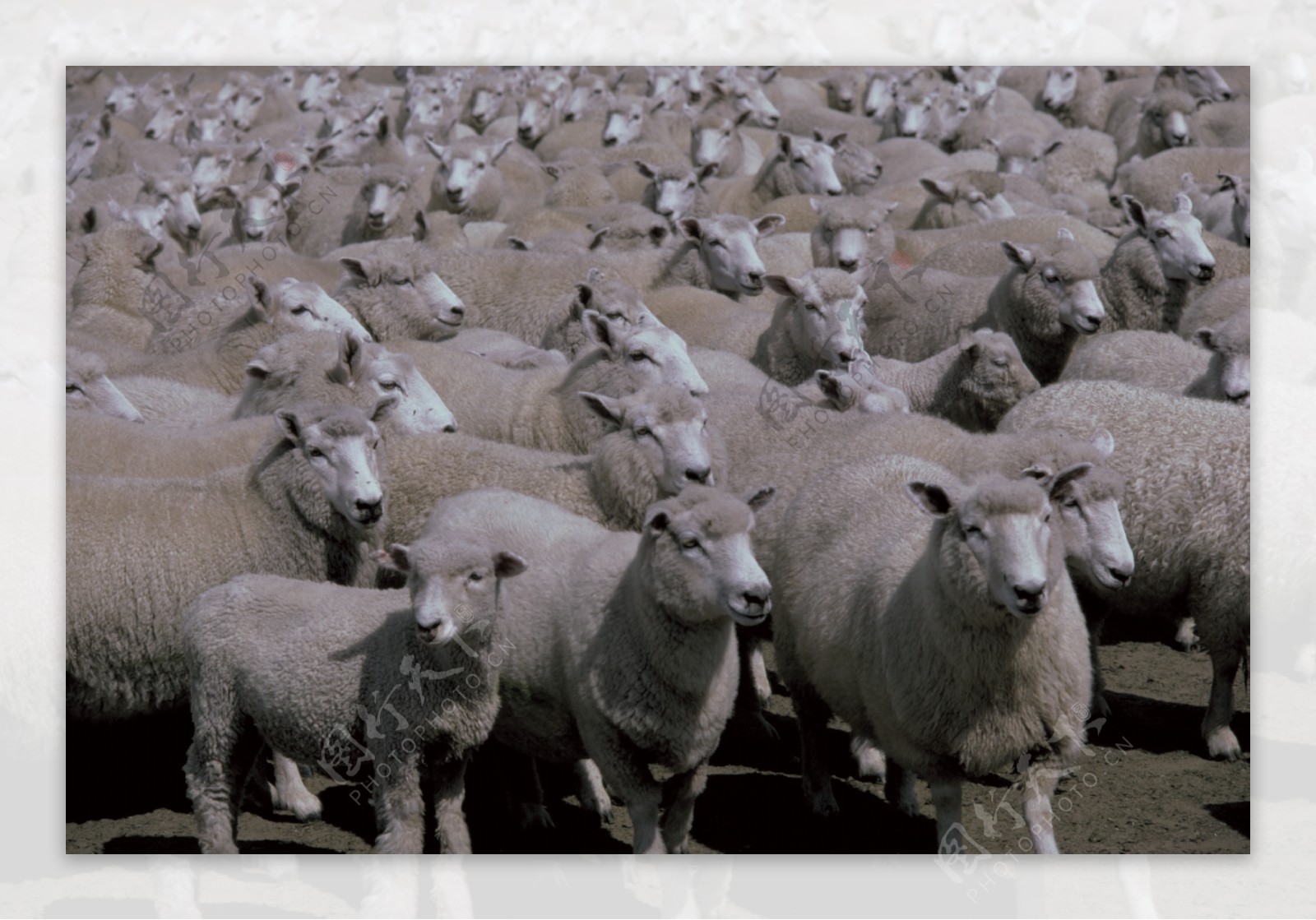 绵羊羊群山区-动物照片高清壁纸预览 | 10wallpaper.com