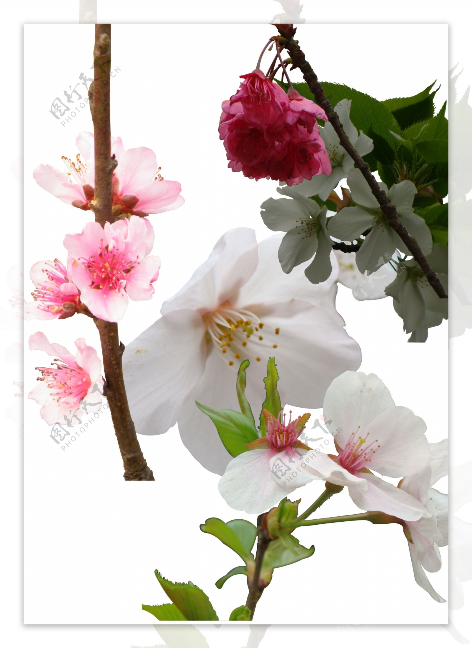 樱花桃花抠图图片