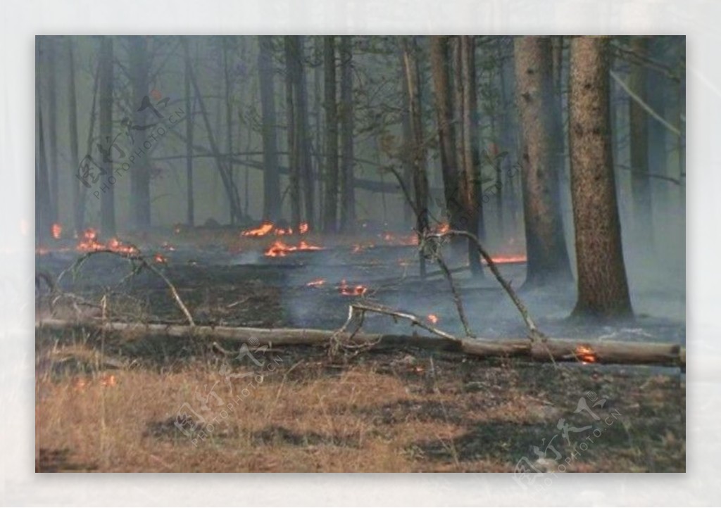 森林大火视频模板下载