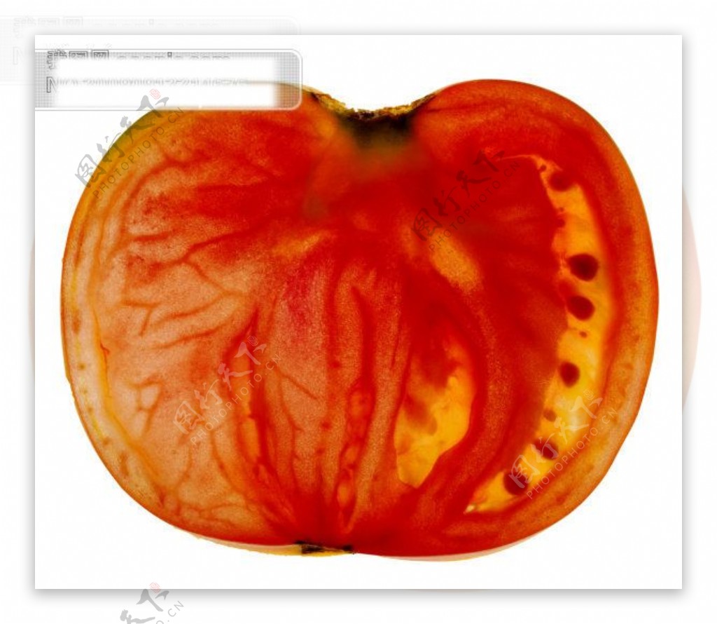 红柿子