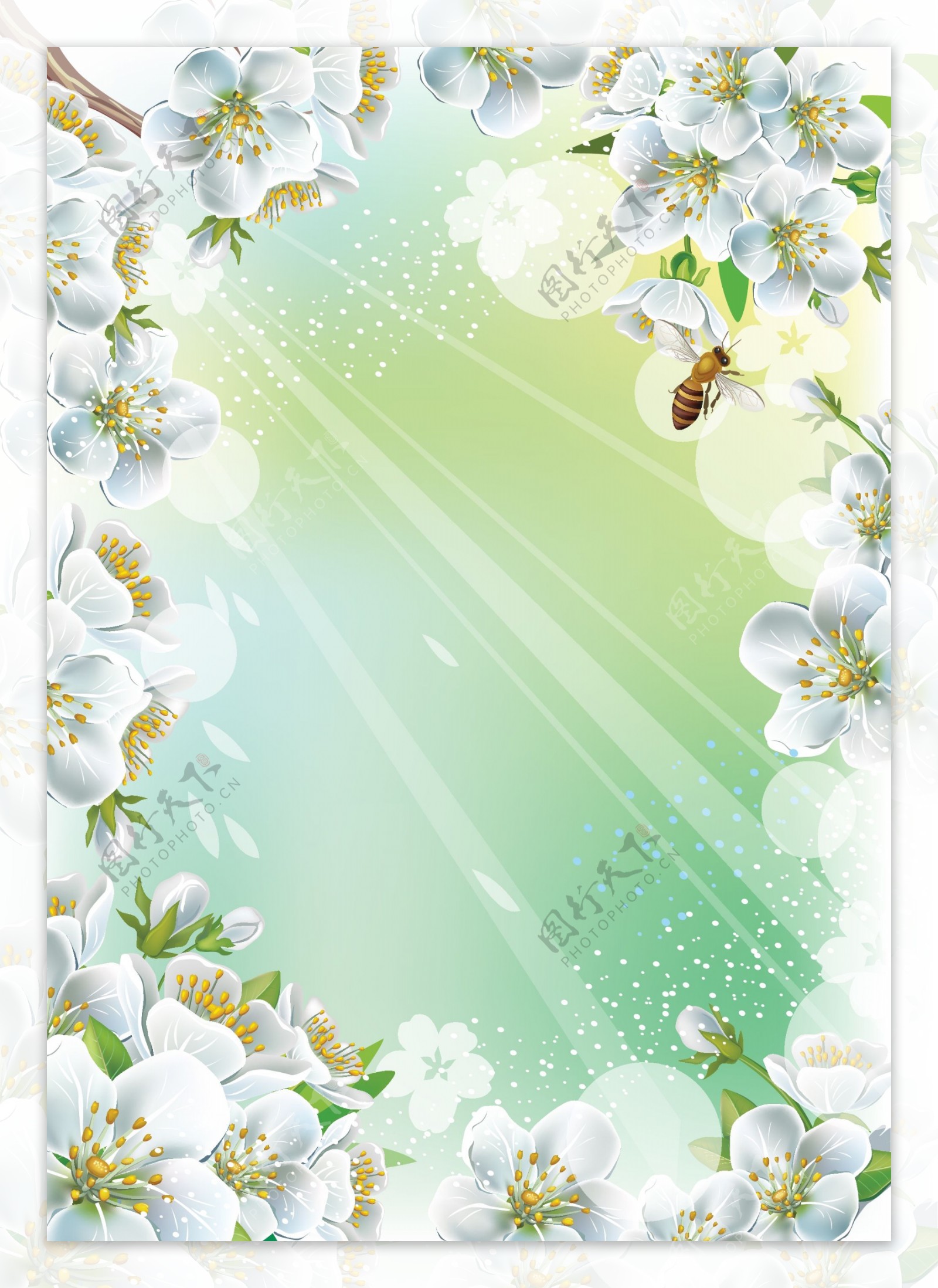 春天蜜蜂梨花背景图片