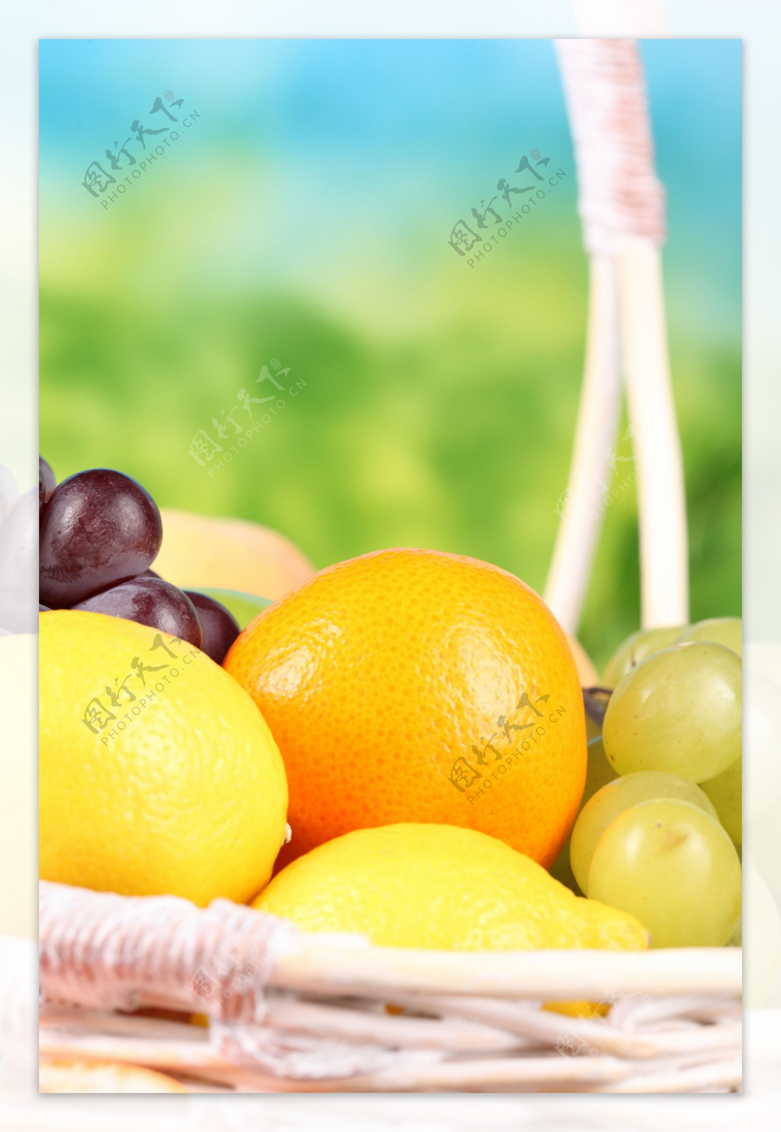橙子西柚柠檬图片
