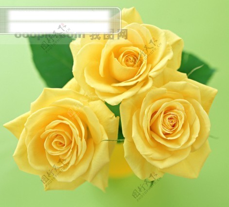 摄影图库鲜花特写花的艺术玫瑰花束浪漫黄色的玫瑰花