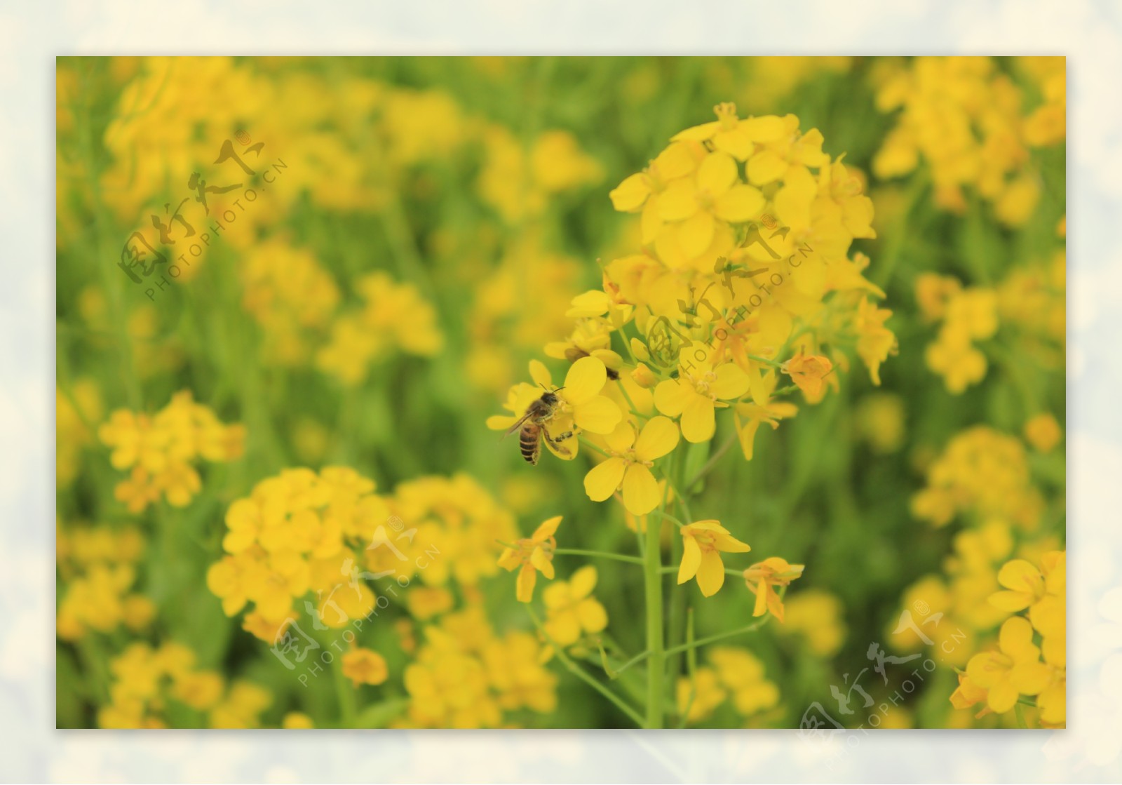 春日蜜蜂图片