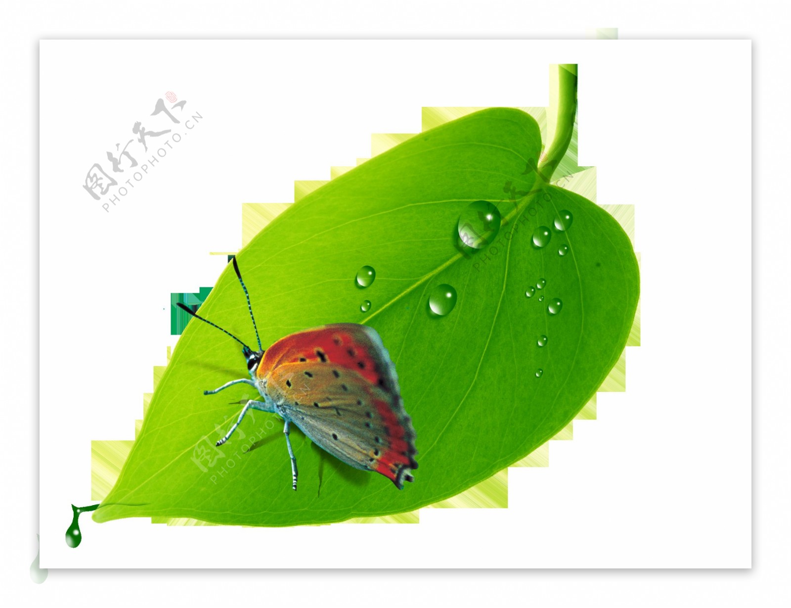 绿叶蝴蝶抠图素材