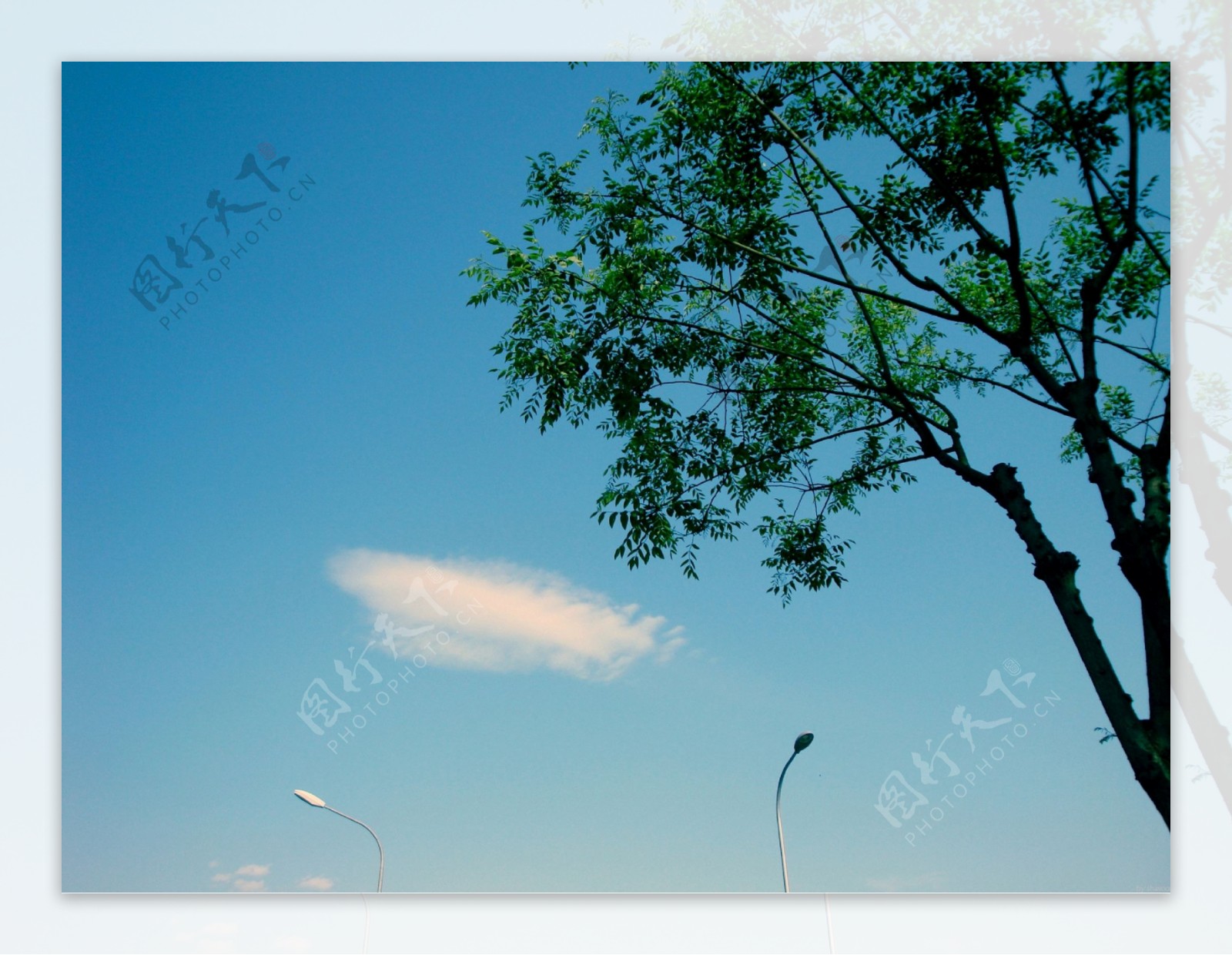 蓝天树影图片