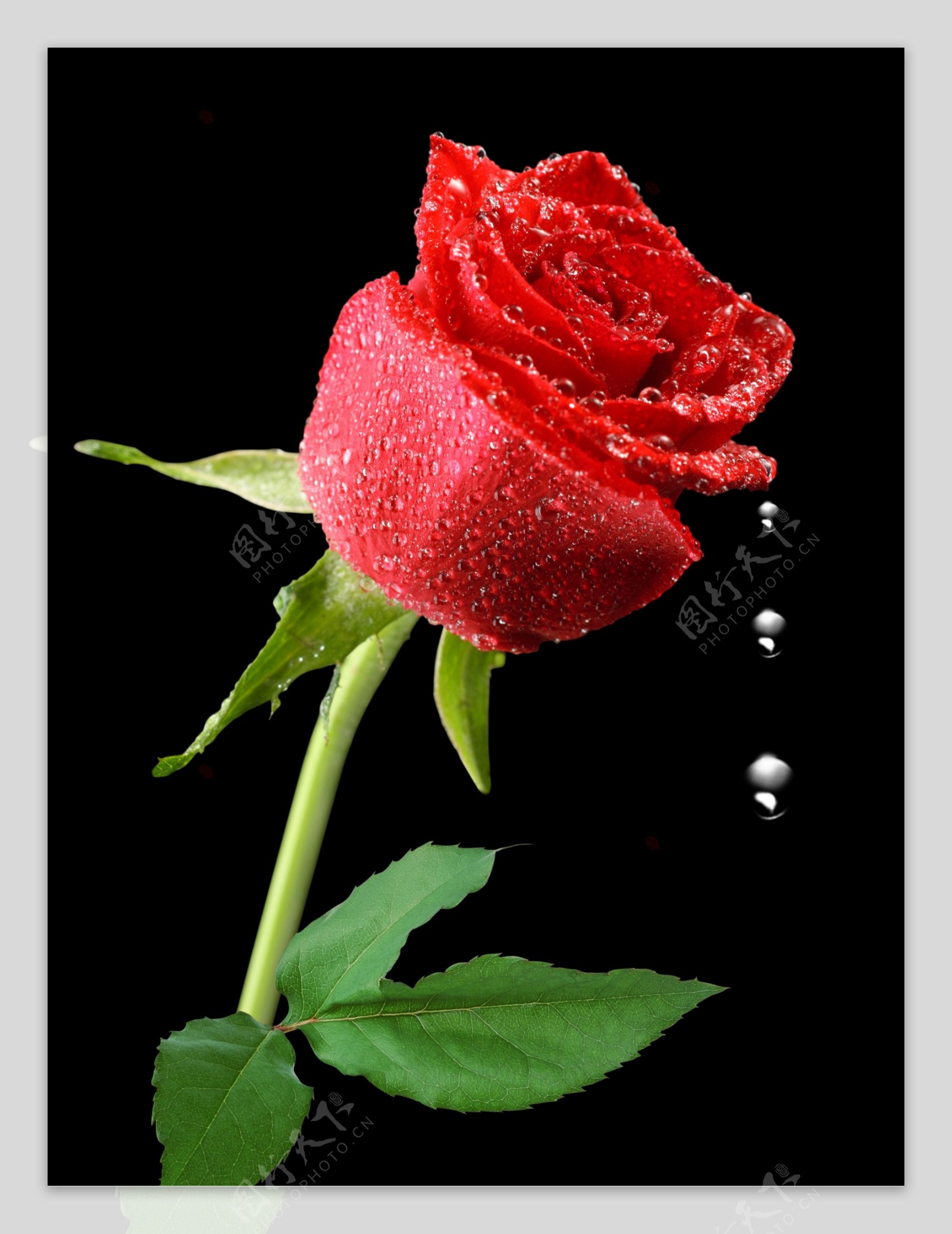 滴水玫瑰图片