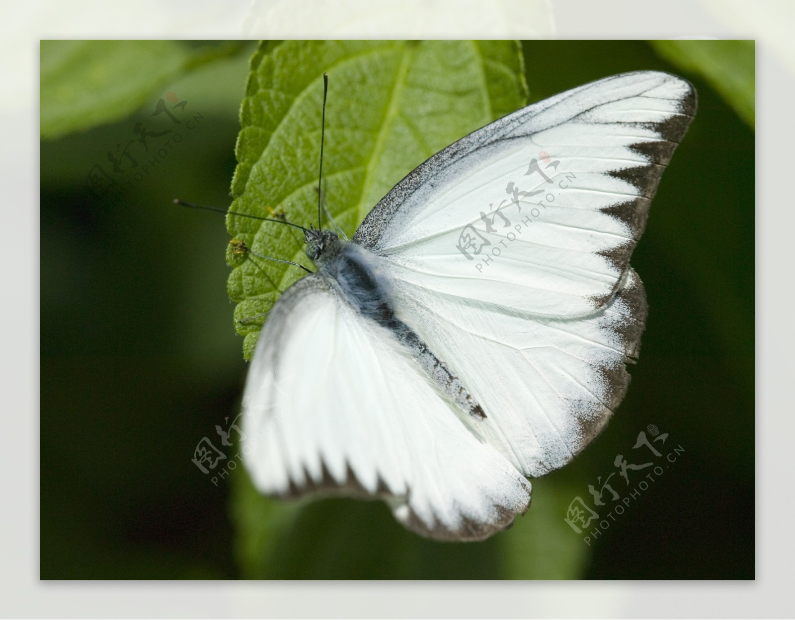 白色的蝴蝶图片