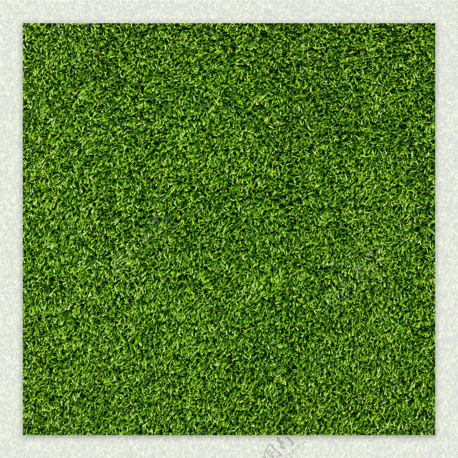 郁郁葱葱的绿色草的纹理背景