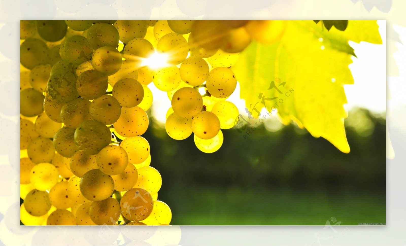 金色葡萄高清背景图片素材