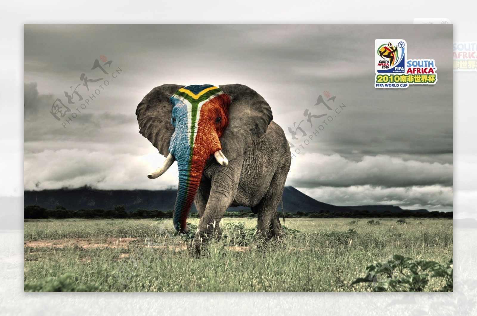 大象世界杯图片
