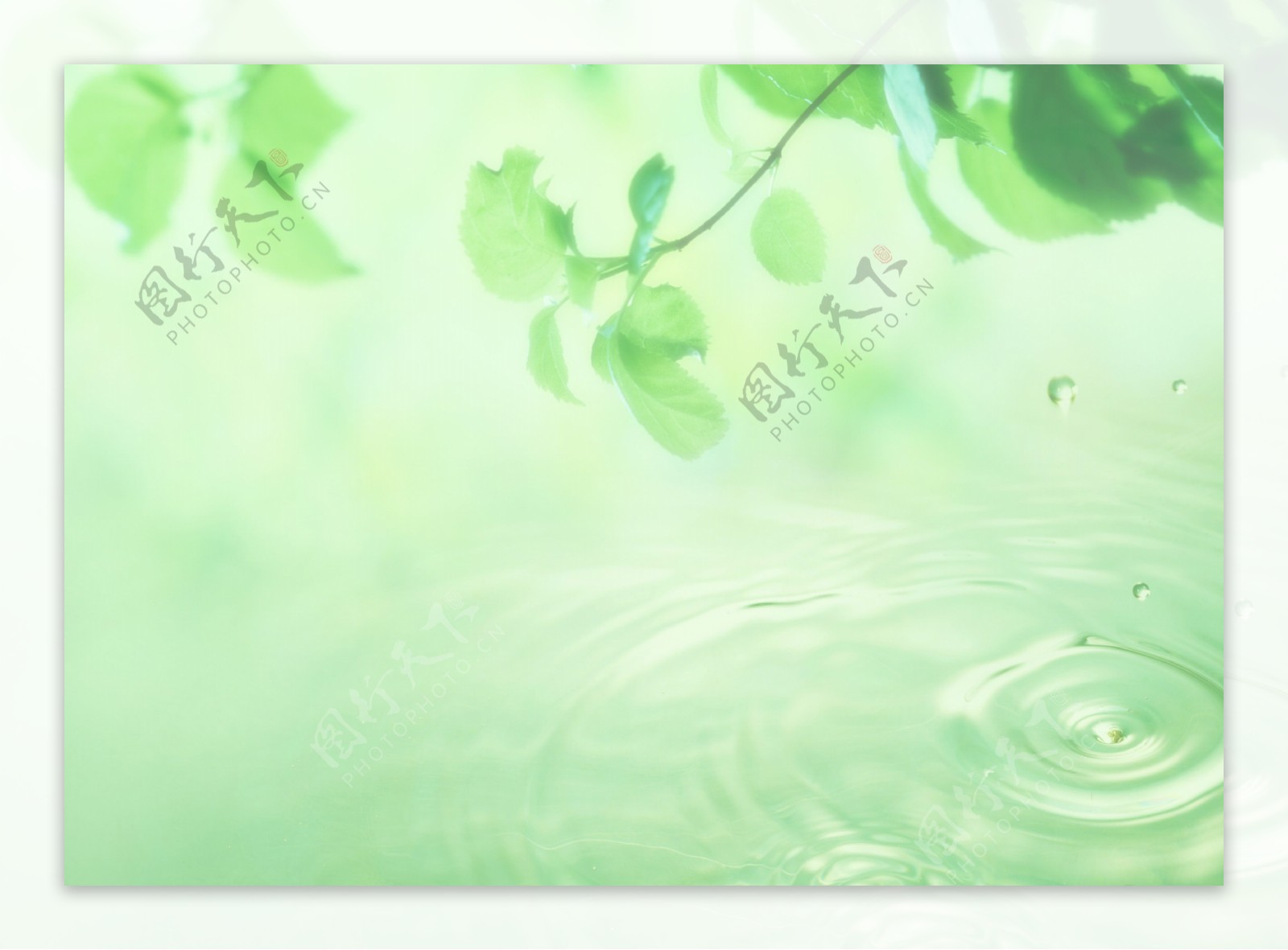 树叶水滴水纹图片
