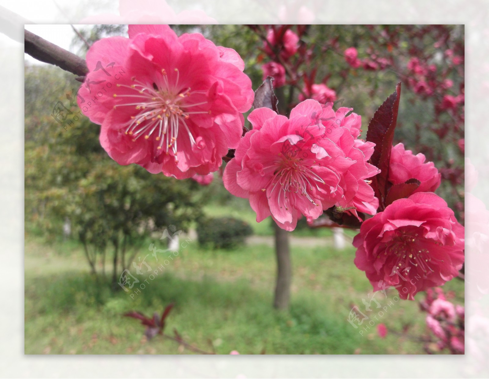 桃花图片