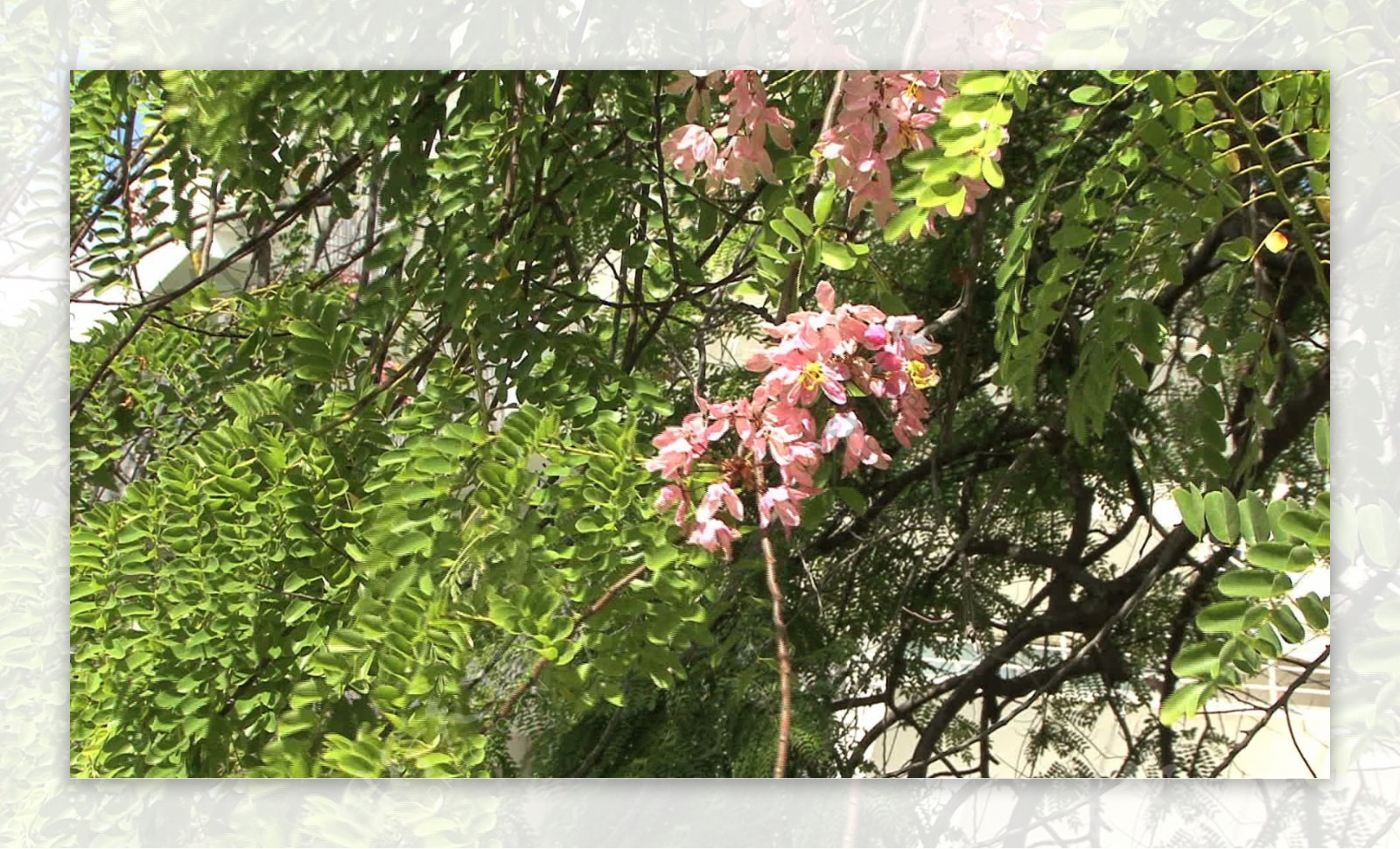 塔希提将在粉红色的花树股票视频