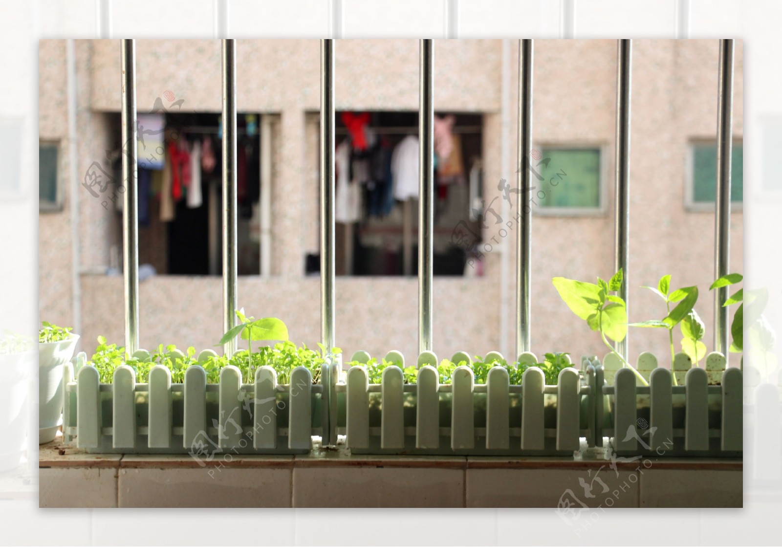 窗台的花盆绿植图片